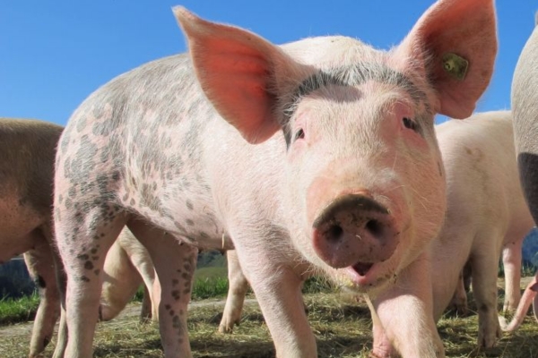 Builders are currently playing piggie in the middle